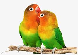 Colorful birds in the sun in front of the water. Love Birds Png Small Colorful Love Birds Transparent Png 1700x1200 Free Download On Nicepng