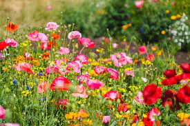 Check spelling or type a new query. 5 Quick Tips For Growing Wildflowers Westlake Ace Hardware