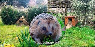Another option is to buy or build a hedgehog house. How To Attract Hedgehogs Into Your Garden Best Hedgehog Houses