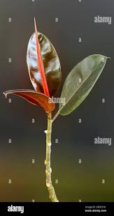 Image result for ficus elastica flower