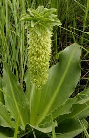 Image result for Eucomis autumnalis