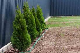 Natural fences constructed of shrubbery, trees, or. 4 Plants To Use For A Privacy Fence In The Garden Mother Earth Living