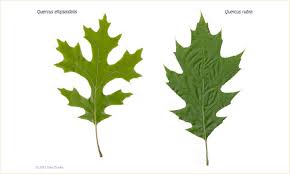 Image result for white oak leaf