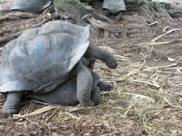 Es gab einst drei arten von ihnen, doch die ganze vogelwelt der seychellen ist einmalig, zu den besonderen tieren zählt auch der. Seychellen