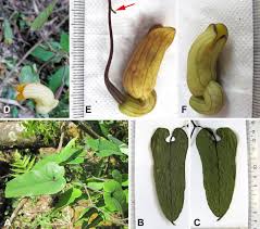 Image result for Aristolochiaceae