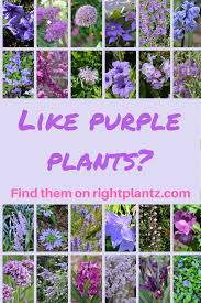 Find Plants For Your Property Blumengarten Plane Lila Pflanzen Lila Garten