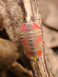 Image result for Alinula sp.