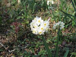 Grand Primo Early Mid Tazetta Narcissus Daffodil Bulbs Narcissus Flower