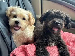 BELLE 🐾 This stunning little girl, approximately 13 weeks old, was rescued  from AFCD kennels