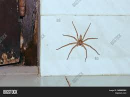 Maybe you would like to learn more about one of these? Huge House Spider On Image Photo Free Trial Bigstock