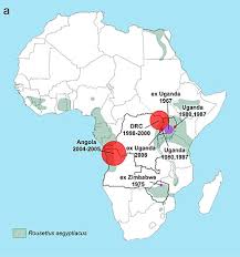 No antiviral medications have proved effective in treating infection with either ebola virus or marburg virus. Marburg Virus Wikiwand