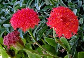 Image result for Emilia violacea