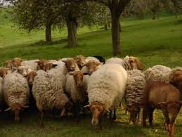 Coburger Fuchsschaf Schafe Schafrassen Coburger Fuchsschaf