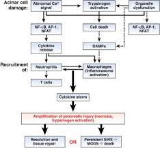 News and stories relating to pancreatic cancer, its prevention, diagnosis, and treatment, and those who suffer or have fallen to it. Inflammation Autophagy And Obesity Common Features In The Pathogenesis Of Pancreatitis And Pancreatic Cancer Gastroenterology