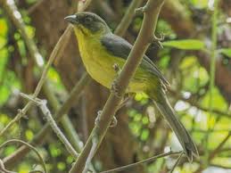 Image result for Schizostephanus alatus