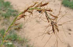 Image result for Dipcadi viride