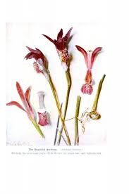 Botanical Flower Orchid Anatomy 9 Botanical Flowers Vintage Botanical Botanical Orchids