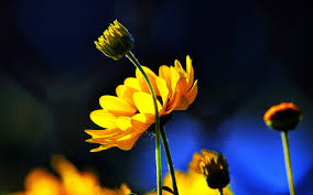 Check spelling or type a new query. Wallpaper Yellow Flowers Buds Blue Background Sun 1920x1200 Hd Picture Image
