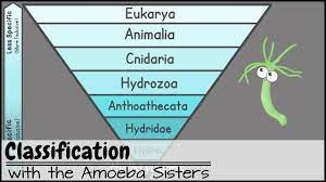 Explore Classification Hierarchy Domain Kingdom Phylum Class Order Family Genus Life Science Lessons Simplifying Algebraic Expressions Science Lessons