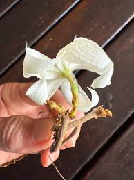 Image result for Ancylobothrys