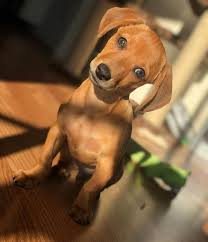 They can weigh anywhere between 5 and 30 pounds! A Lovable Surprise The Doxiepoo Animalso