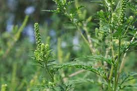 Вы сталкивались с этим сорняком? Ambrosia Allergie Der Grosste Albtraum Fur Allergiker Gala De