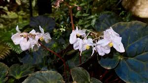 Image result for Begoniaceae