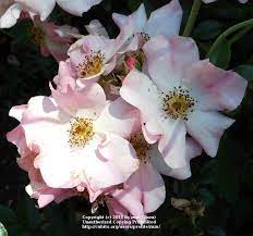 Shop with confidence on ebay! Rose Rosa Bubblicious In The Roses Database Garden Org