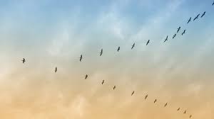 Tracking Bird Migration Patterns This Fall Neef