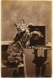 Image result for lolcats