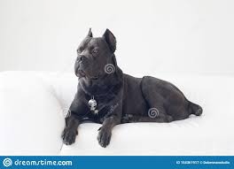 Dal livello principiante al livello avanzato. Cane Corso Italiano Liegt Auf Einem Weissen Sofa Und Sieht Irgendwo Hin Stockbild Bild Von Haustier Schauen 154361917