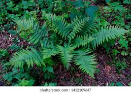 Image result for Arachniodes webbiana