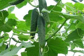 Locate your crop in an area that receives a minimum of 8 hours of sunlight each day. How To Grow Cucumbers Rhs Gardening