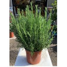 Disponibile in vaso 14cm nei mesi di marzo,aprile, maggio, giugno, luglio. Pianta Di Portulaca Grandiflora In Vaso 14 Petalo Rosa