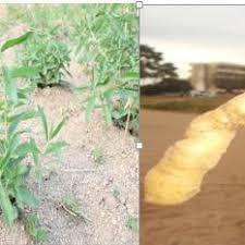 Image result for Coleus esculentus