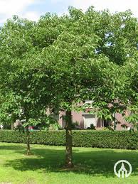 Image result for Broussonetia papyrifera