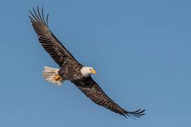 De individuele staten bepalen wat de officiële feestdagen zijn voor hun staat. Amerikaanse Zeearend Ebird