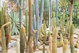Total service stations provide a ready business facility w orth over k.shs 20 million, full training, proven. Cactus Oase In Ruurlo Holland Joelix