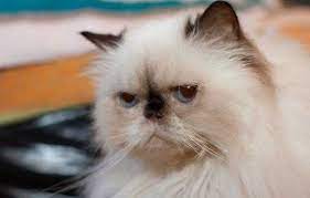 Kucing persia himalaya memiliki hidung pesek walaupun demikian, kucing anggora tidak berasal dari turki. Kucing Persia Himalaya Karakteristik Kepribadian Kesehatan Dan Harga Kupersia