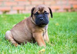 Blowout and bridal inspiration right this way! What To Look For In A Bullmastiff Puppy