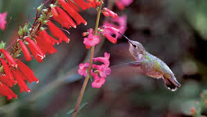 Hummingbirds are primarily attracted to long tubular flowers that are red, but are also seen feeding on flowers that are orange the 24 best hummingbird flowers. Flowers For Hummingbirds