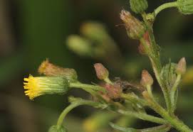 Image result for Blumea