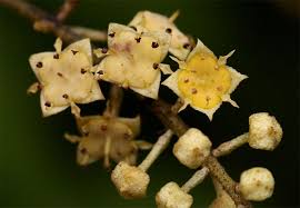 Image result for Combretum celastroides