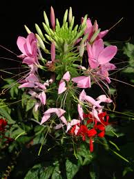 Image result for Cleome