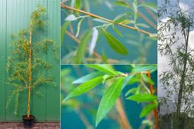 Videsläktet eller pilsläktet (salix) 1 2 är ett släkte i familjen videväxter, 1 och växer som träd, buskar, ris eller örtlika dvärgbuskar. Salix Alba Tristis Trauerweide Hangeweide
