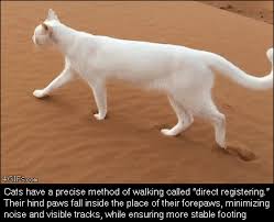 How Cats Make Footprints