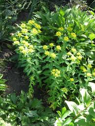 Image result for Euphorbia eylesii