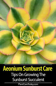 The flowers are usually yellow or pink in color and can stay in bloom for quite some time. Aeonium Sunburst Care Tips On Growing The Sunburst Succulent Succulents Red Succulents Flowering Succulents