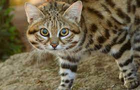 koshka 100 hishnik psychologiespets koshki zhivotnye kotyata