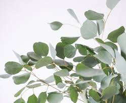 Read ratings & reviews · deals of the day · shop best sellers Eucalyptus Populus Wonderland Botanicals